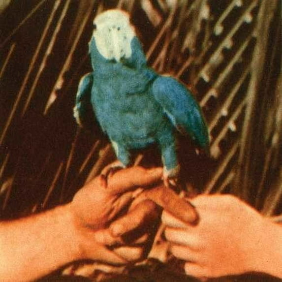 Andrew Bird - Are You Serious - Music & Performance - CD