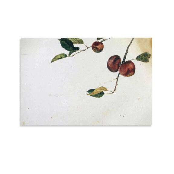 Andrew Wyeth Print Painting Apples on A Bough, Study Before Picking Picture Print Canvas Poster Wall Paint Art Posters Decor Modern Home Artworks Gift 24x36inch(60x90cm)