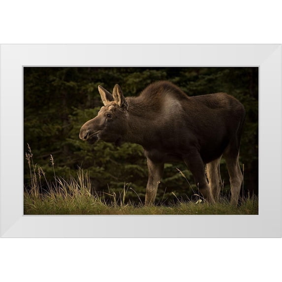 Andrews, Keith 32x22 White Modern Wood Framed Museum Art Print Titled - Young Moose On The Loose
