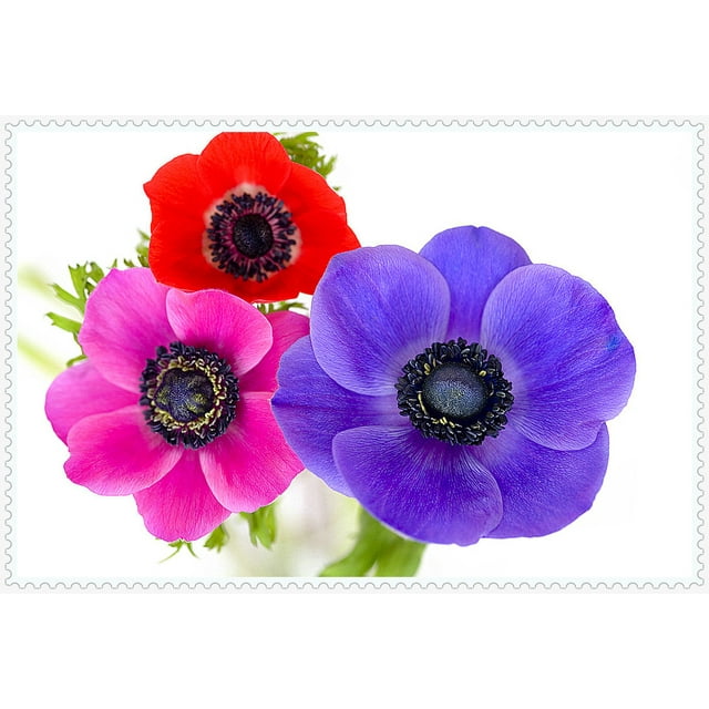 Anemone Bulbs, Bulb Plants, Potted Plants, Garden Flowers, Perennial