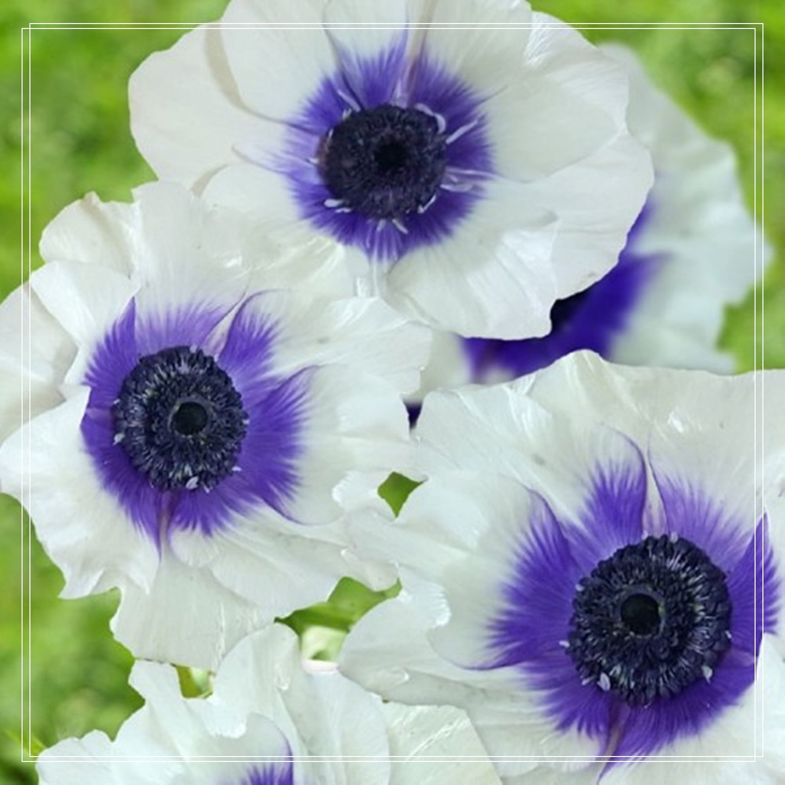 Anemone Bulbs, Elegant. Make The Viewer Happy Physically, Anemone