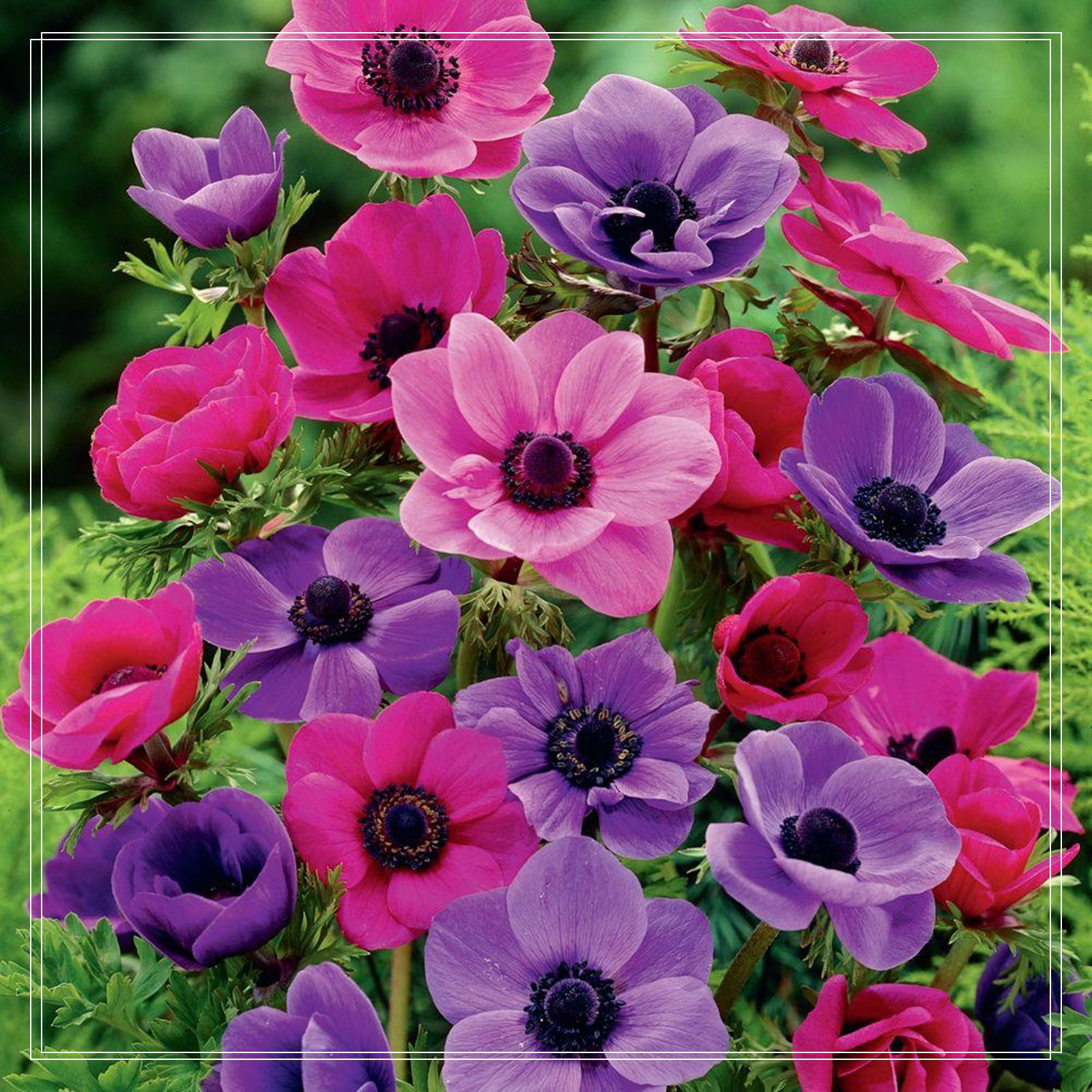 Anemone Bulbs, Elegant. Make The Viewer Happy Physically, Anemone