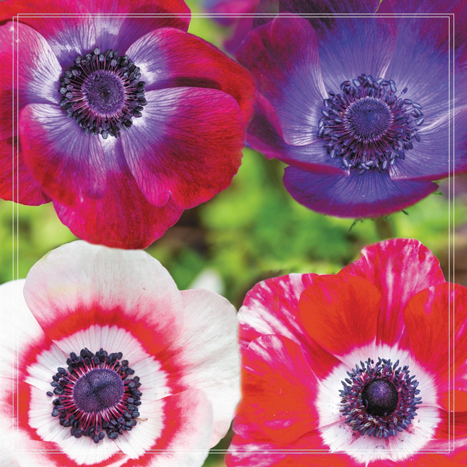 Anemone Bulbs, Elegant. Make The Viewer Happy Physically, Anemone