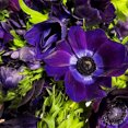 Anemone Bulbs, Flowers For All Seasons, Garden Bulbs,Anemone Bulbs For