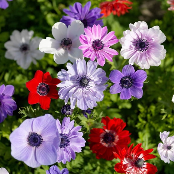 Anemone De Caen - Windflower Flower Bulbs - 25 Bulbs per Pack - Deer Resistant - Good as Cut Flowers - Good For Indoor Forcing - Grows Well In Containers - Naturalizing - Live Garden