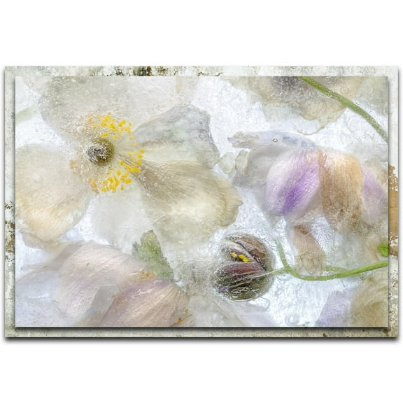 Anemone Frost Distressed Frame