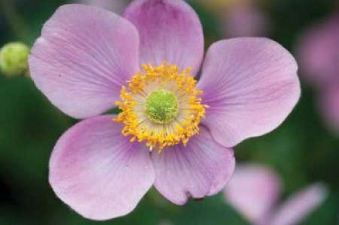 Anemone I Canvas Art - Erin Berzel (20 x 28)