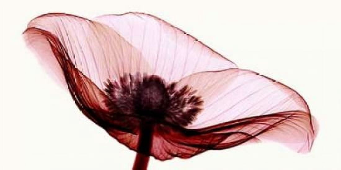Anemone I Canvas Art - Robert Coop (24 x 48)