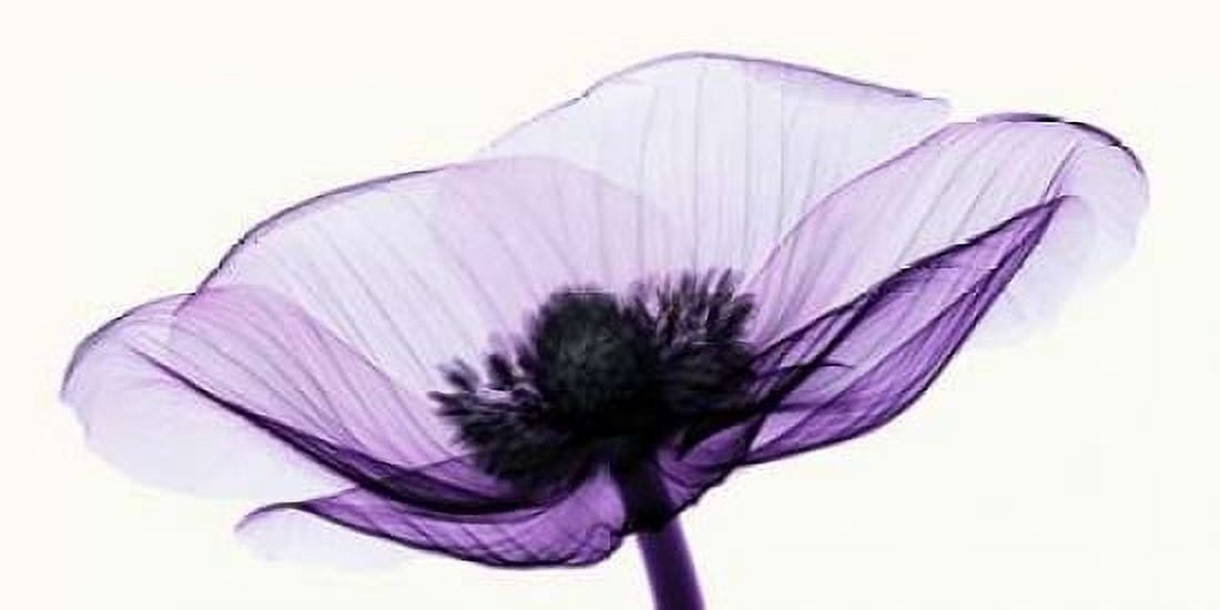 Anemone II Canvas Art - Robert Coop (10 x 20)