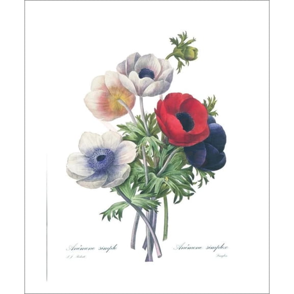 Anemone Simple Flowers