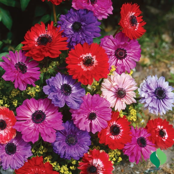 DeGroot Anemone, St.Brigid Mix Flower Plant Bulbs (12 Count)