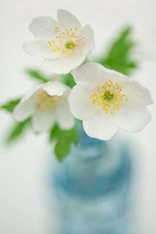 Anemone Vase Canvas Art - Cora Niele (12 x 18)