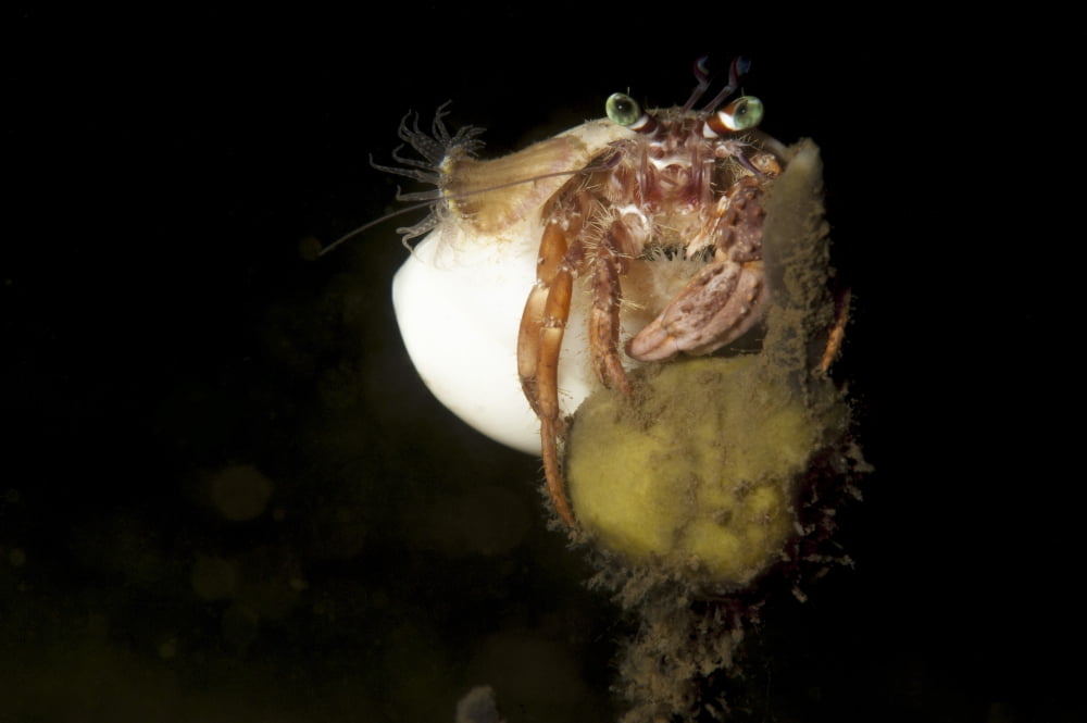 Anemone hermit crab perched on coral outcrop Canvas Art - Steve JonesStocktrek Images (17 x 12)