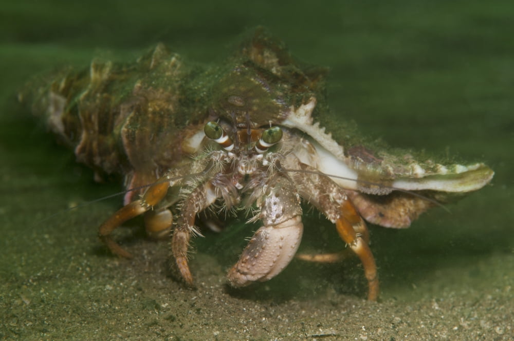 Anemone hermit crab running across sand in green light Canvas Art - Steve JonesStocktrek Images (17 x 12)