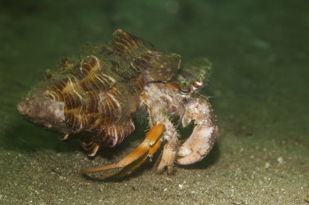 Anemone hermit crab running across sand in green light Canvas Art - Steve JonesStocktrek Images (17 x 12)