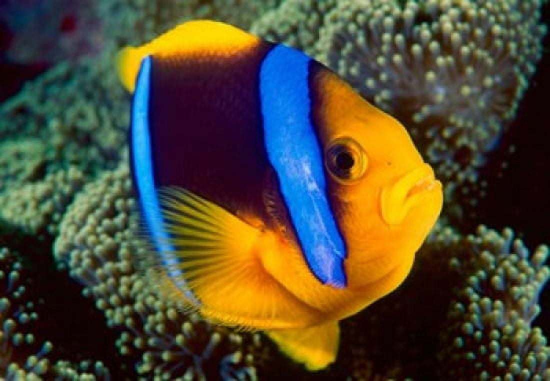 Anemonefish Great Barrier Reef Australia Canvas Art - Stuart Westmorland DanitaDelimont (26 x 18)