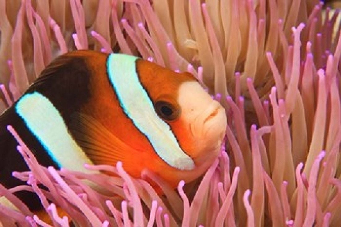 Anemonefish Scuba Diving Tukang Besi Indonesia Canvas Art - Stuart Westmorland DanitaDelimont (36 x 24)