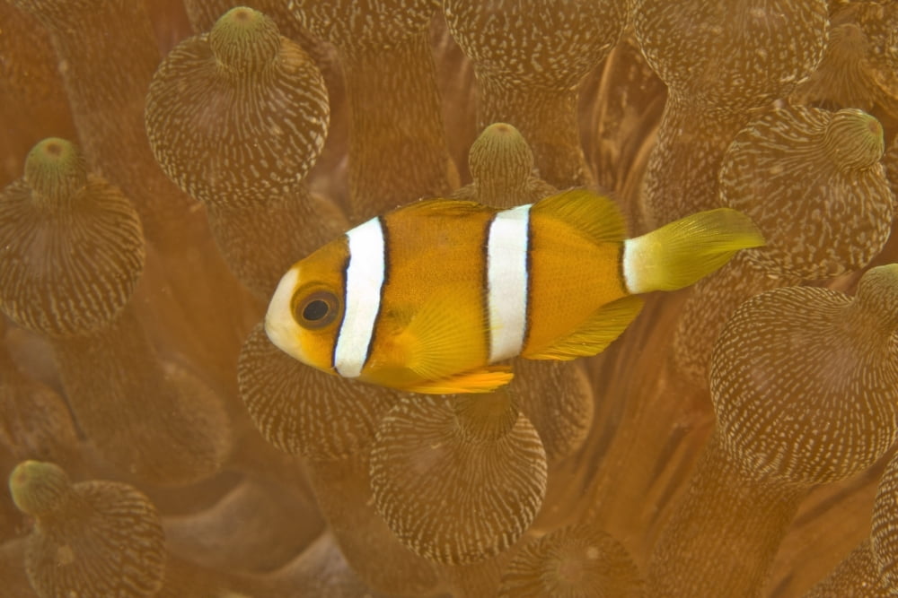 Anemonefish Sea Anemone Puerto Galera Philippines Asia Europe Canvas Art - Stuart Westmorland Design Pics (36 x 24)