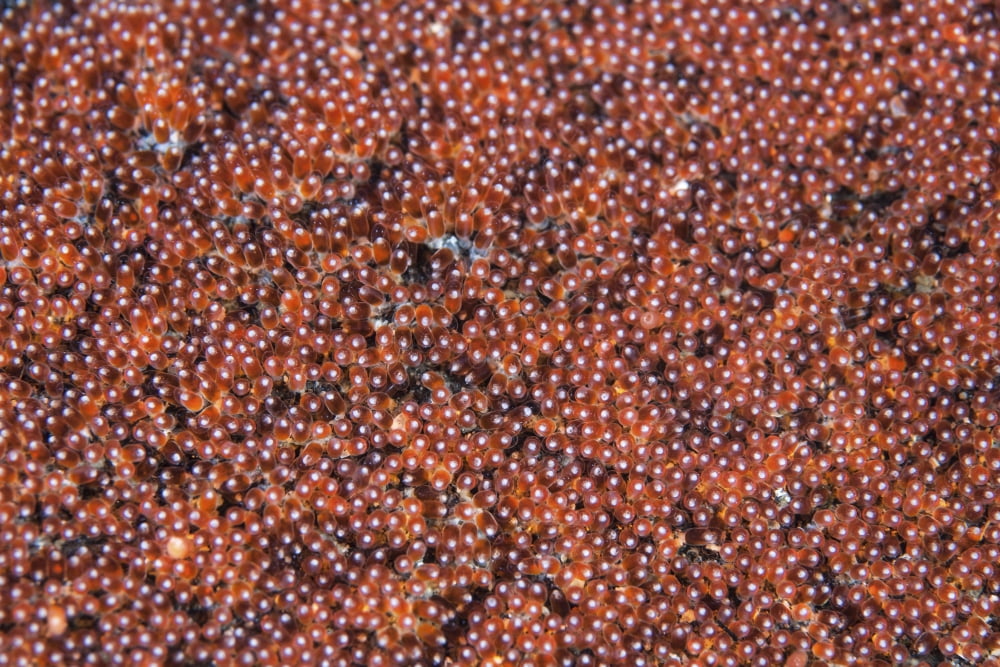 Anemonefish eggs develop on the seafloor Canvas Art - Ethan DanielsStocktrek Images (17 x 12)