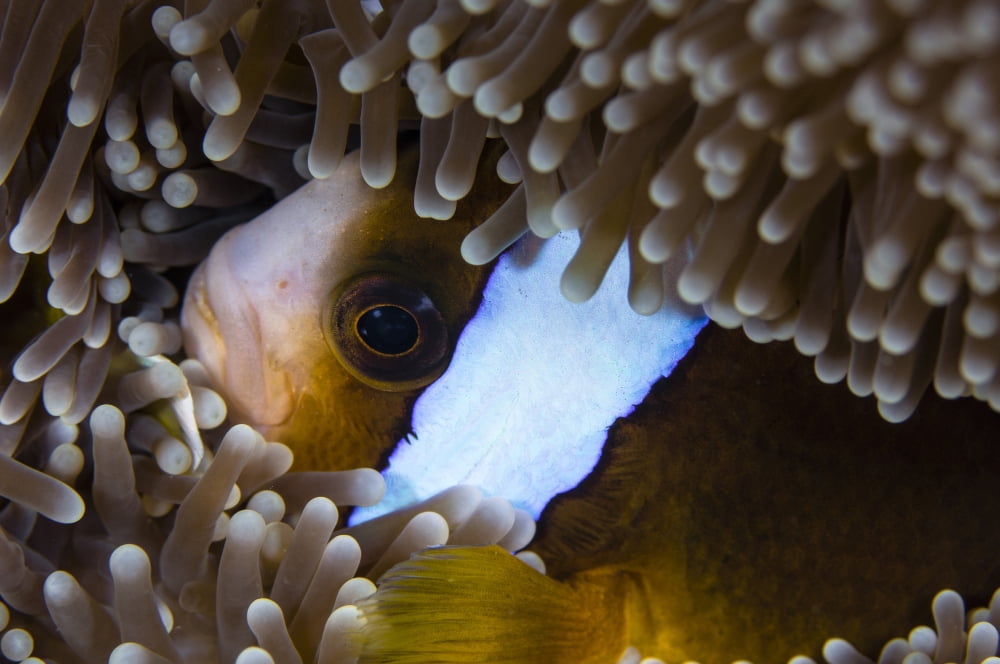 Anemonefish in an anemone Australia Canvas Art - Todd WinnerStocktrek Images (18 x 12)
