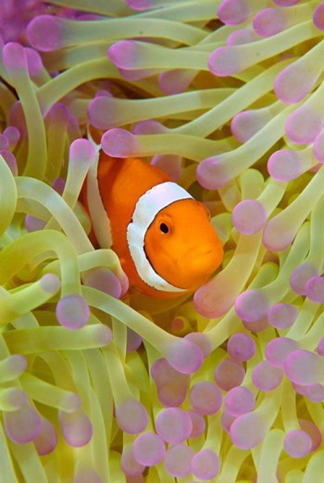 Anemonefish in protective anemone Raja Ampat Papua Indonesia Canvas Art - Jaynes Gallery DanitaDelimont (13 x 20)
