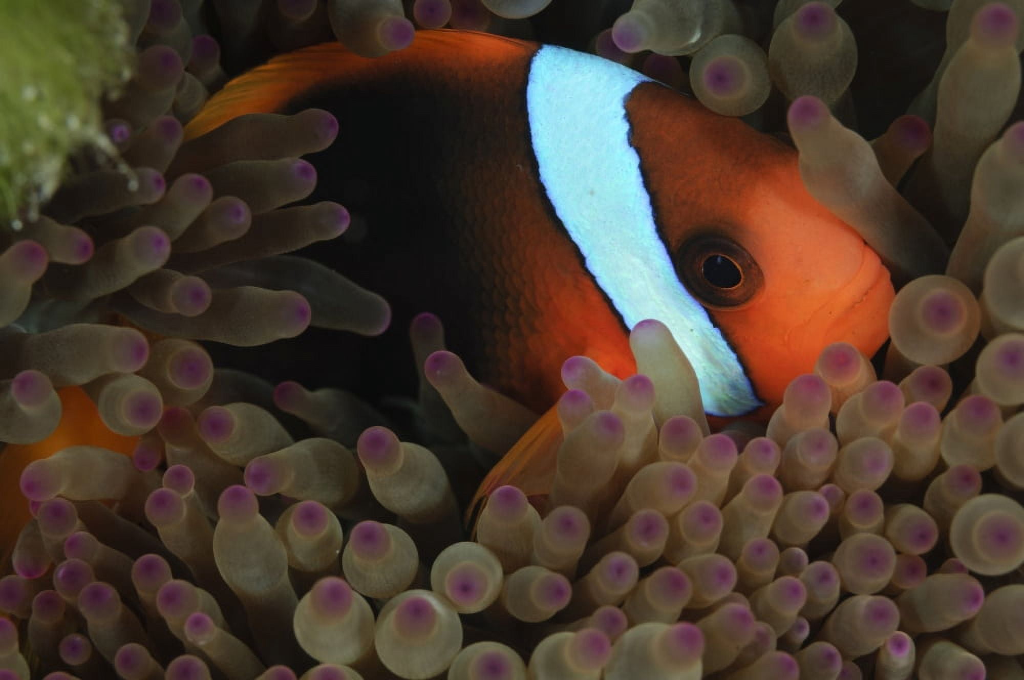 Anemonefish in purple tip anemone Australia Canvas Art - Todd WinnerStocktrek Images (18 x 12)