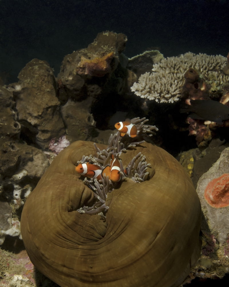 Anemonefish in their host anemone Lembeh Strait Indonesia Canvas Art - Brent BarnesStocktrek Images (13 x 16)