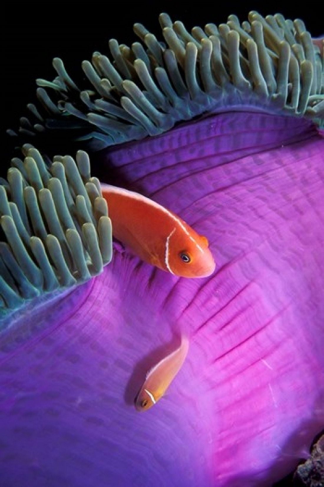 Anemonefish swimming in anemone tent Indonesia Canvas Art - Stuart Westmorland DanitaDelimont (24 x 36)