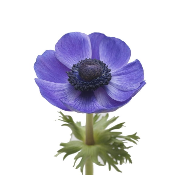 Anemones 140 Stems of Blue Farm Direct Fresh Cut Flowers by Bloomingmore