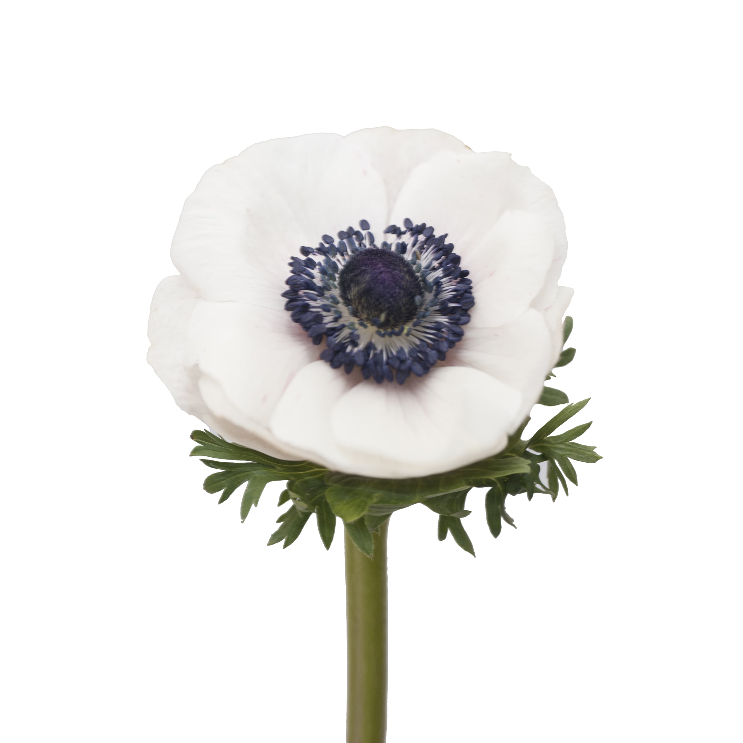 Anemones 140 Stems of Panda White and Blue Farm Direct Fresh Cut Flowers by Bloomingmore