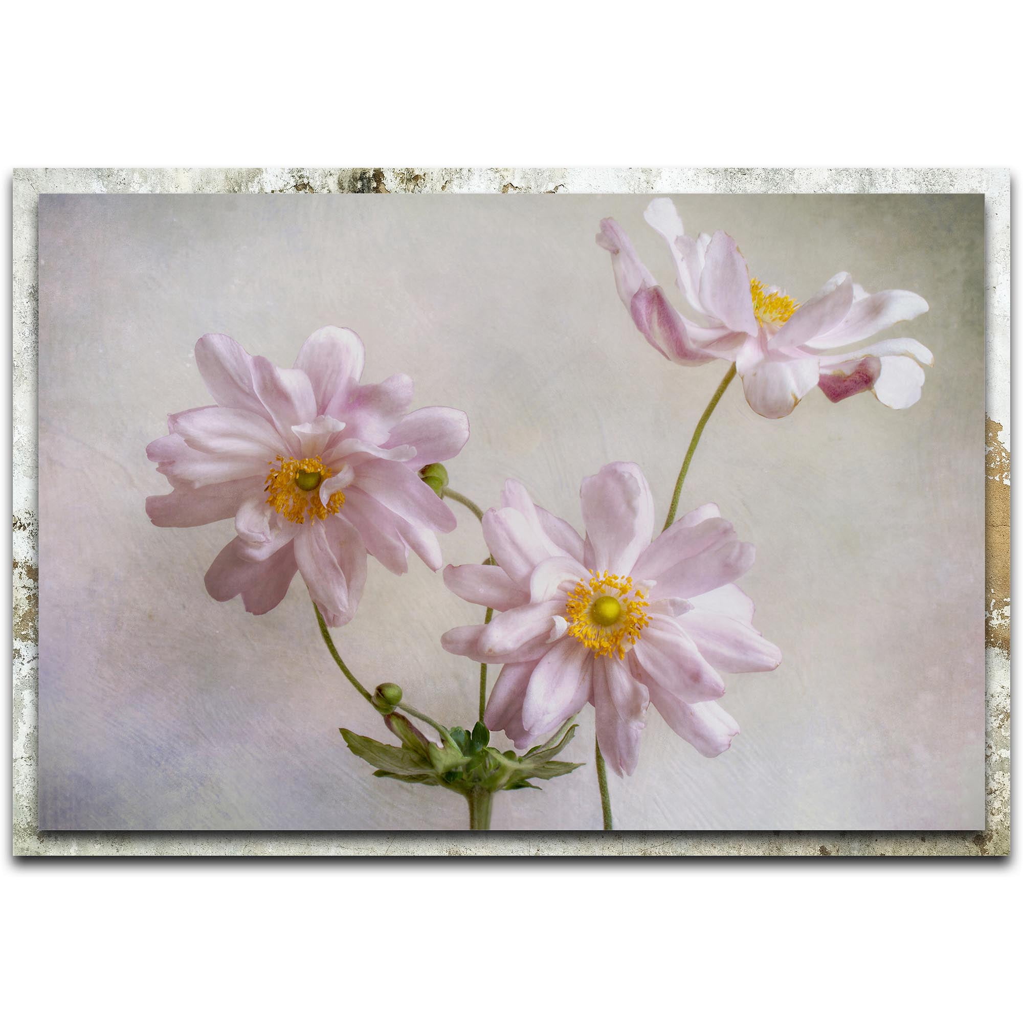 Anemones Distressed Frame