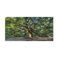 thumbnail image 1 of Trademark Fine Art Pierre Leclerc Angel Oak Charleston Canvas Wall Art - 24x47, 1 of 5