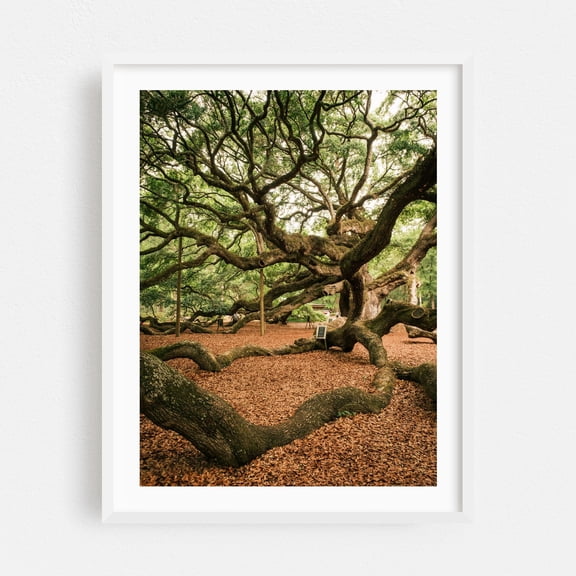 Angel Oak Tree, Johns Island - Johns Island South Carolina Photography Nature Forest Woodland Botanical Spanish Moss Scenic Autumn White Framed Wall Art Print 18 x 24 inches