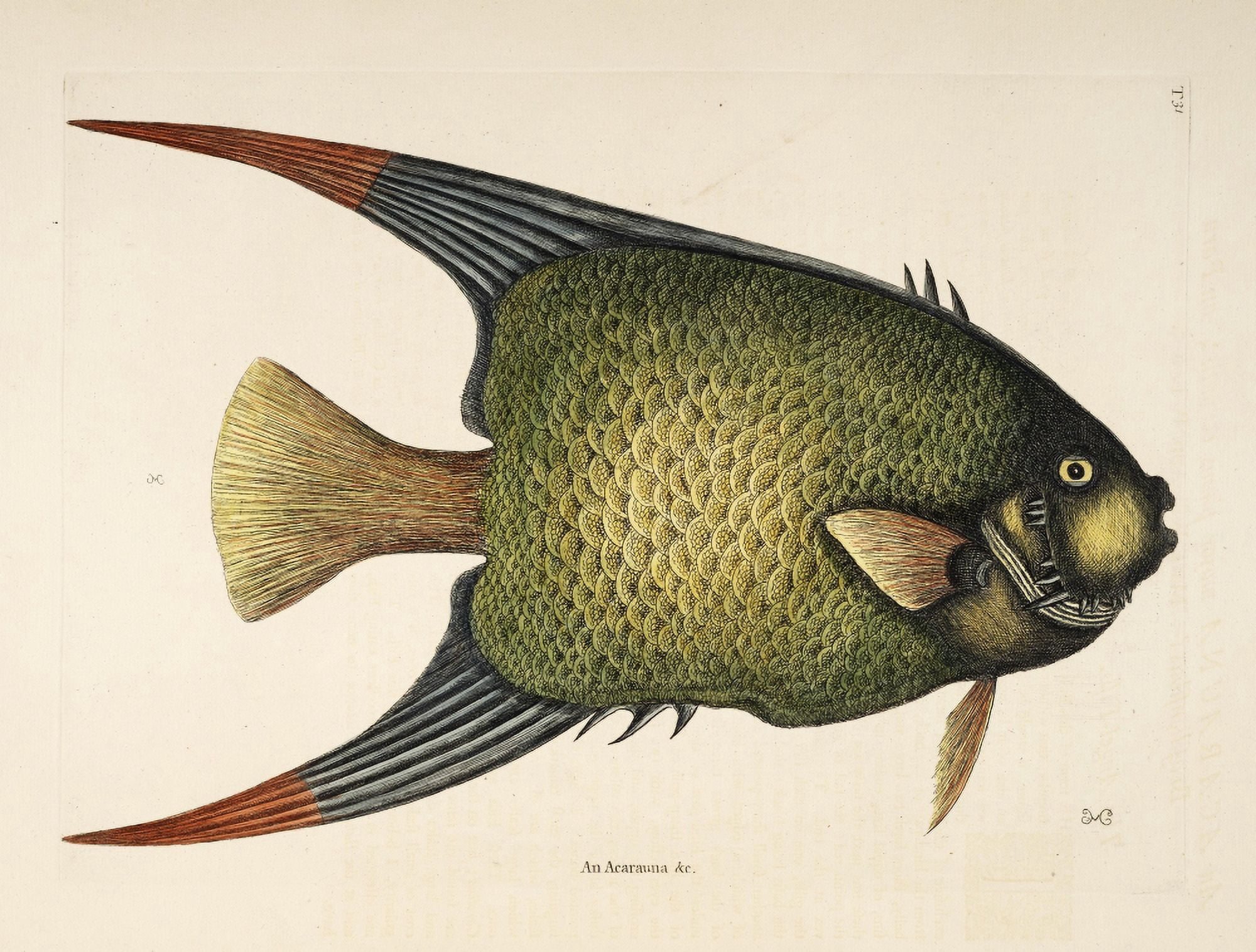 Angel-fish Canvas Art - Mark Catesby (18 x 24)