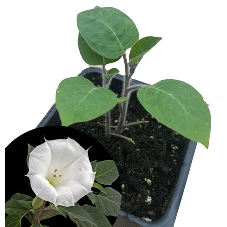 Angel's Trumpet Live Plant (Datura inoxia) 2.5 inch Pot - Moonflower, Thorn Apple Plant…