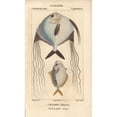 thumbnail image 1 of Angelfish And Ponyfish, Leiognathus Equulus Poster Print By ® Florilegius Mary Evans (18 X 24), 1 of 3