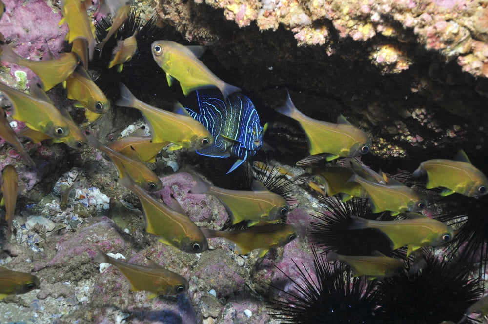 Angelfish and cardinalfish under a rocky ledge Canvas Art - Mathieu MeurStocktrek Images (18 x 12)