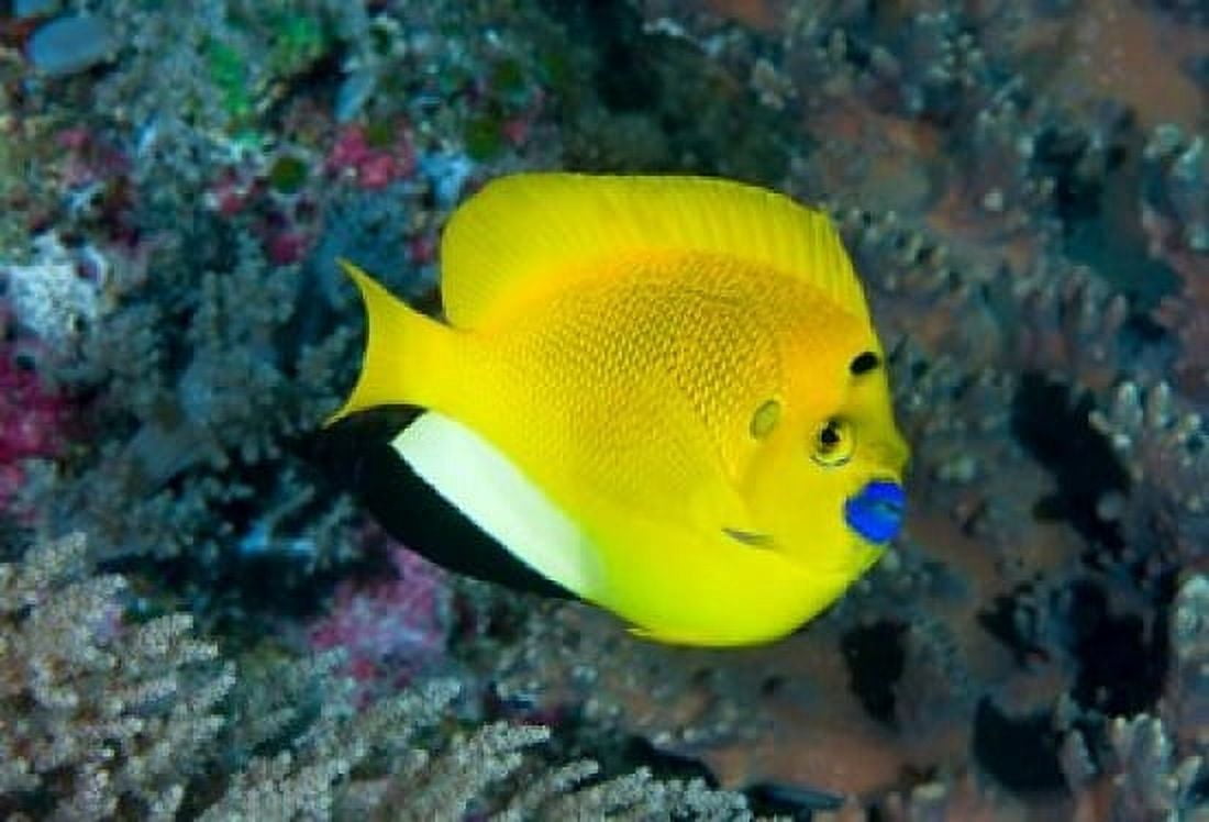 Angelfish swims in coral reef Canvas Art - Jaynes Gallery DanitaDelimont (26 x 18)
