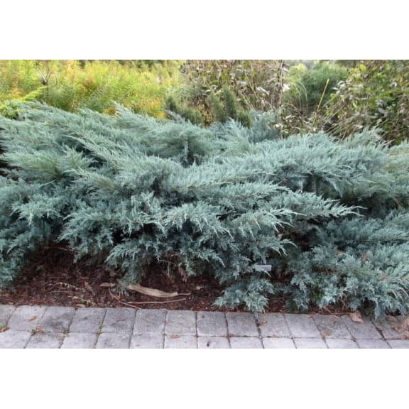 Angelica Blue Spreading Juniper - Live Plant - ( 2.5 QT ) - Evergreen