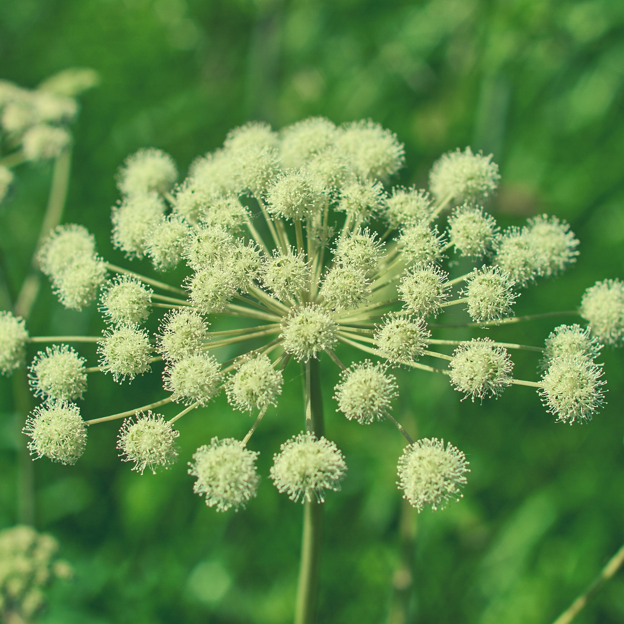 Angelica Seeds 25 Oz 2 150 Seeds Angelica Archangelica Non GMO angelica-seeds-25-oz-2-150-seeds-angelica-archangelica-non-gmo