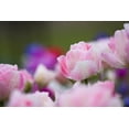 thumbnail image 1 of Angelique Tulip 10 Bulbs, 1 of 1