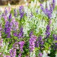 thumbnail image 1 of Angelonia Flower Garden Seeds - Serena Mix Waterfall - 100 Seeds - Pelleted - Annual Flower Gardening - Angelonia angustifolia, 1 of 7