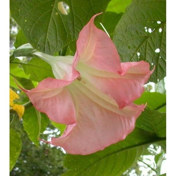 Angels Trumpet Live Tropical Plant Large Fragrant Pink Flowers Starter 4 inch pot