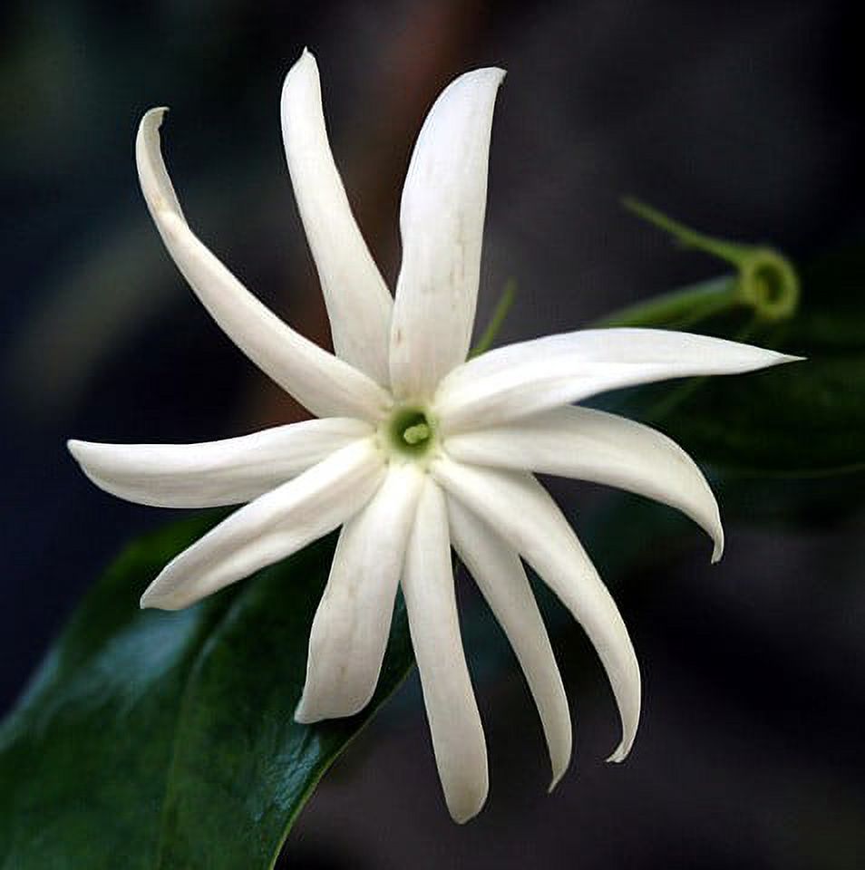 jasmine Angelwing-Star-Jasmine-