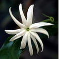 thumbnail image 1 of Angelwing Star Jasmine - Jasminum nitidum - Indoors/Out - 4" Pot, 1 of 3