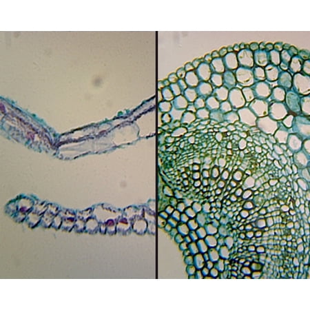 Angiosperm Leaf; Air (Ligustrum) and Water (Elodea) Plant Comparison; Cross Section by Go Science Crazy