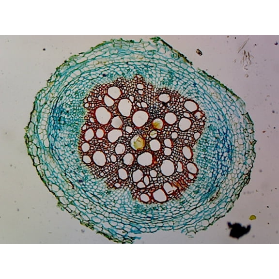 Slide, Angiosperm Root; Dicot; Showing General Structures; Cross Section