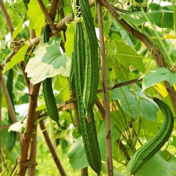 Angled Luffa Sds/Angled Gourd/Tori/Turai/Ridge Gourd/Chinese Okra Sds Loofah - 5 Sds