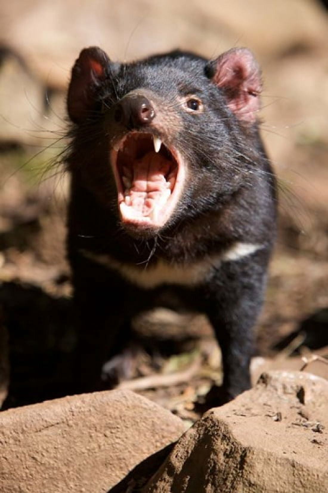 Angry Tasmanian Devil Canvas Art - Rebecca Jackrel DanitaDelimont (17 x 26)