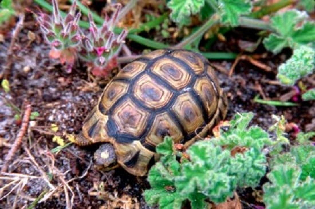 Angulate Tortoise in Flowers South Africa Canvas Art - Claudia Adams DanitaDelimont (34 x 23)